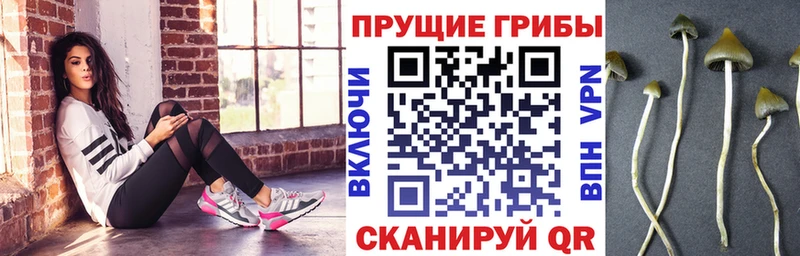 цена   omg зеркало  Галлюциногенные грибы MAGIC MUSHROOMS  Вольск 